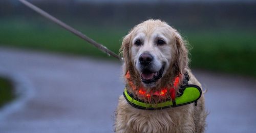 Blog Chien : 3-idees-pour-promener-son-chien-la-nuit-en-securite