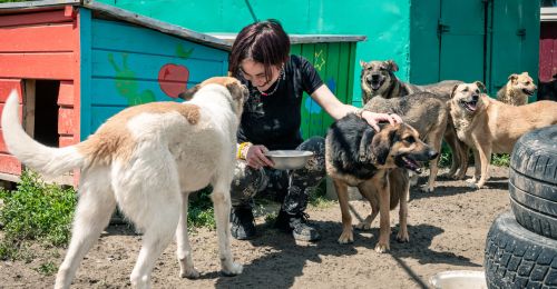 Blog Chien : 5 Conseils pour faire garder son chien pendant les vacances