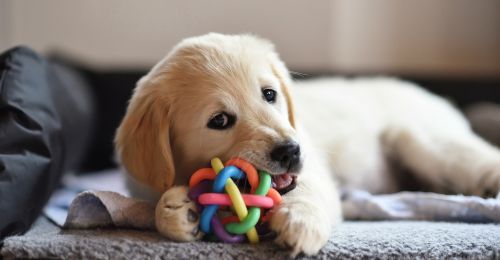 Blog Chien : 5 idées pour occuper un chien seul à la maison