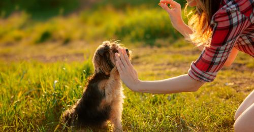 5 tours à apprendre à son chien