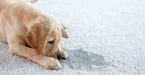 À Quel Âge un Chiot est Propre ?