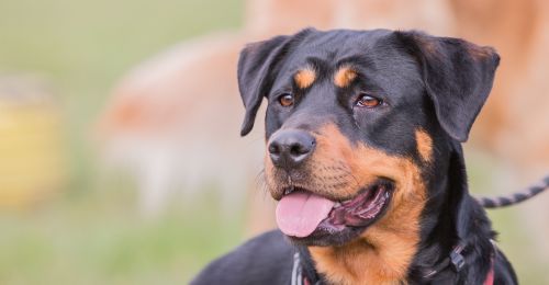 Blog Chien : beauceron