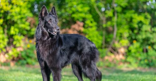 Berger belge Groenendael