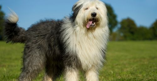 Blog Chien : Bobtail