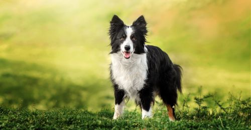 Le Border Collie