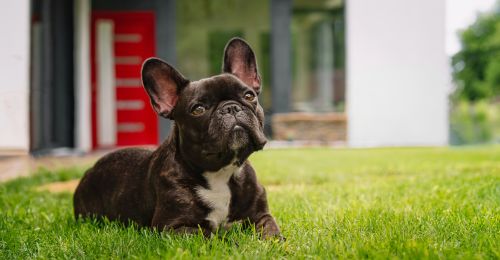 Blog Chien : Le Bouledogue Français