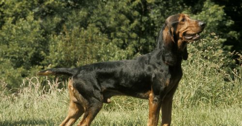 Blog Chien : Bruno du jura