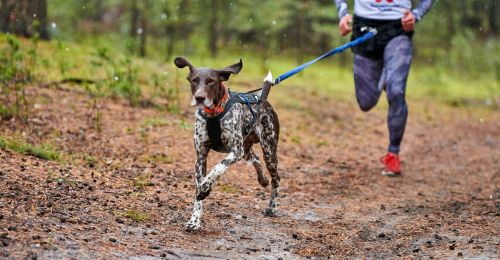 Blog Chien : Canicross