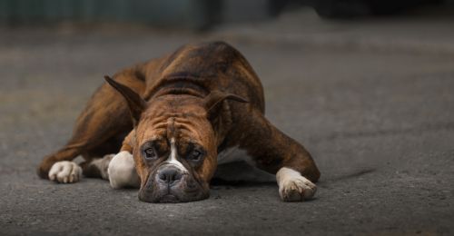 Blog Chien : Chien épuisé en balade, que faire ?