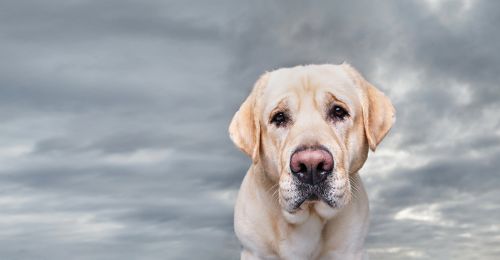 chien-pleure-le-jour