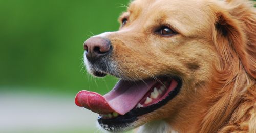 Blog Chien : Chien qui halète