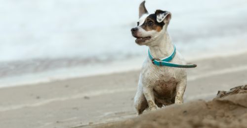 chien-sur-la-plage