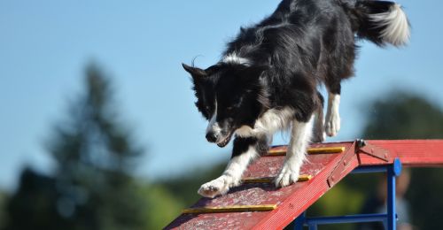 Chiens de taille moyenne