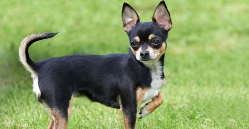 Blog Chien : chihuahua