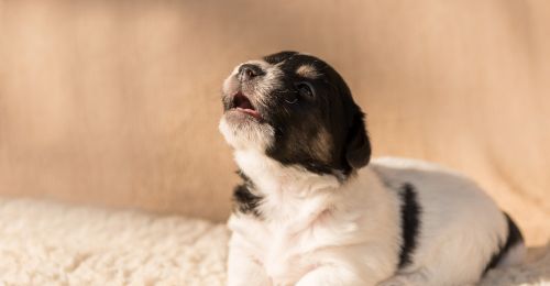 Chiot qui pleure la nuit