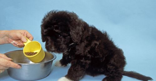 Blog Chien : Choisir les croquettes pour son chiot