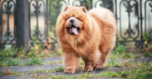 Blog Chien : chow-chow