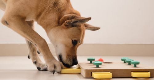 Blog Chien : Top 10 des chiens les plus intelligents