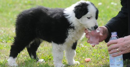 Blog Chien : Combien de temps un chien peut rester sans boire ?