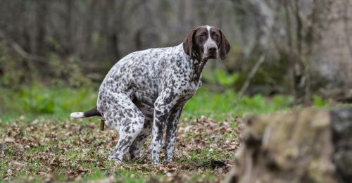 Blog Chien : Combien de temps un chien peut rester sans faire caca ?