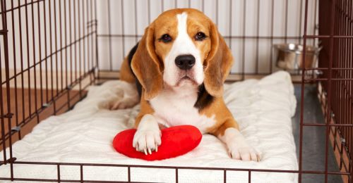 Blog Chien : Comment choisir une cage pour son chien ?