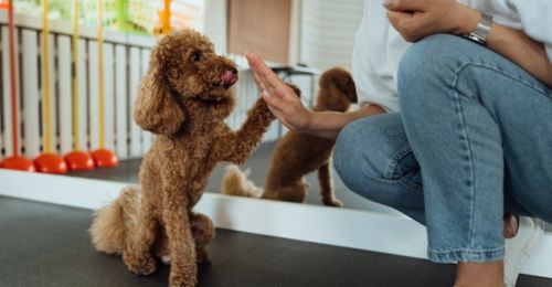 Comment donner une bonne éducation à son chiot ?