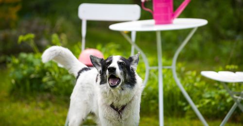 Blog Chien : Comment empêcher un chien d'aboyer dans le jardin ?