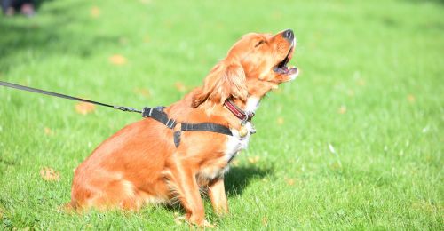 Blog Chien : comment faire taire un chien qui aboie ?