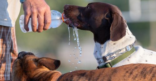 Blog Chien : Comment rafraîchir son chien ?