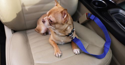 comment-transporter-un-chiot-en-voiture