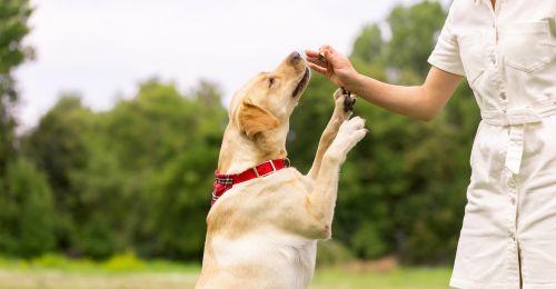 Blog Chien : Comportementaliste canin, à quoi ça sert ?