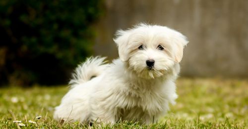 Coton de Tulear