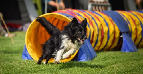 Cours d'agility pour chien