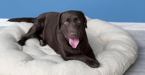 Coussin anti stress chien