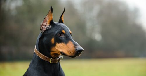 Blog Chien : doberman