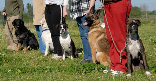 Blog Chien : Educateur canin, c'est quoi ?