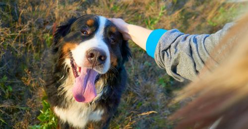 Education positive du chien