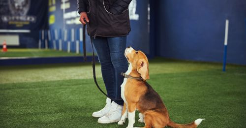 Exercices pour préparer le CSAU de son chien