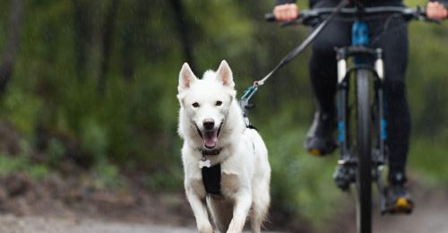 Blog Chien : Faire du vélo avec son chien