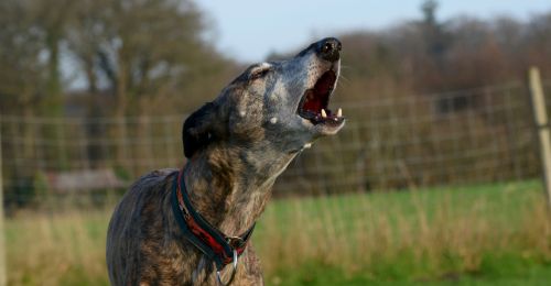 Blog Chien : Faire taire le chien du voisin