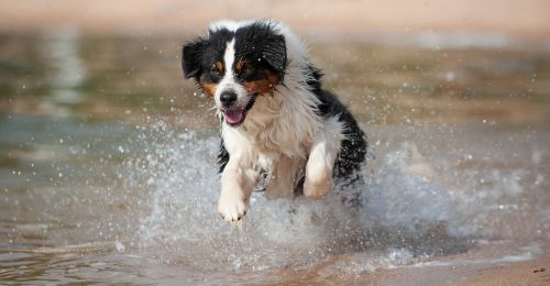 Blog Chien : Faut-il rincer son chien après un bain de mer ?