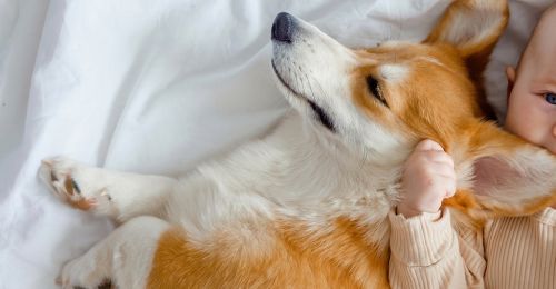 Habituer son chien à l'arrivée d'un bébé