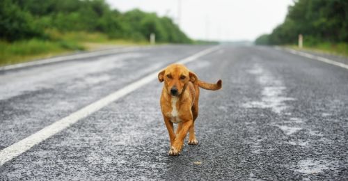 Blog Chien : J'ai trouvé un chien errant, que faire ?