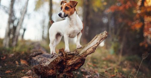 Blog Chien : Le Jack Russel