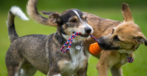 Blog Chien : Les meilleurs jouets pour chiens résistants