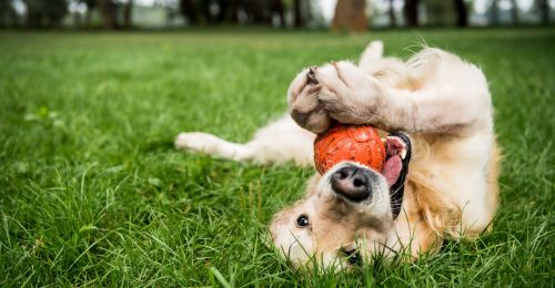 Jouet pour gros chien molosse