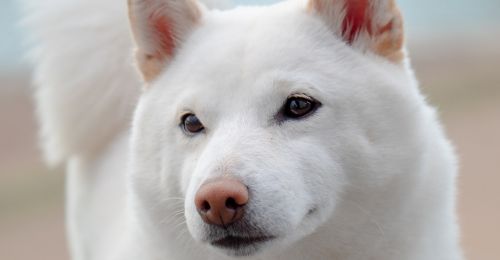 Kishu, la noblesse canine japonaise