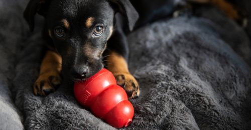 Blog Chien : C'est quoi un Kong ?