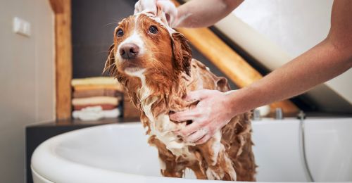 laver-son-chien-dans-sa-baignoire