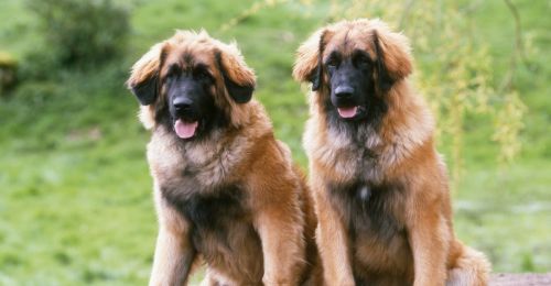 Blog Chien : leonberg-race-geante